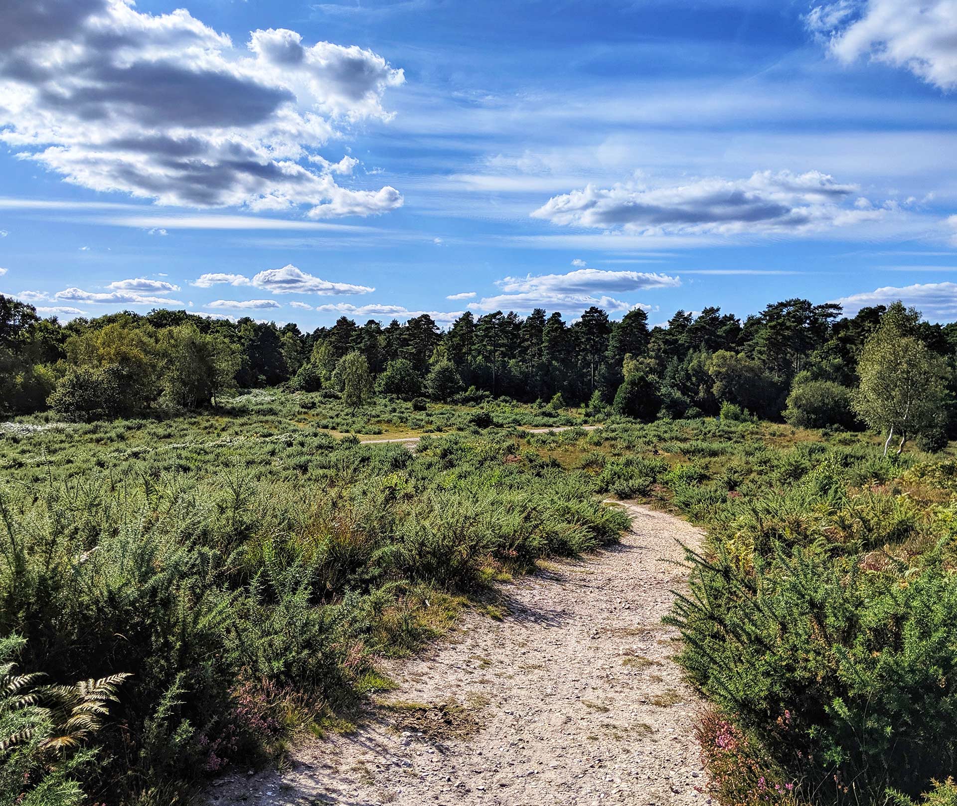 Best New Forest Holiday Park Breaks For 2024