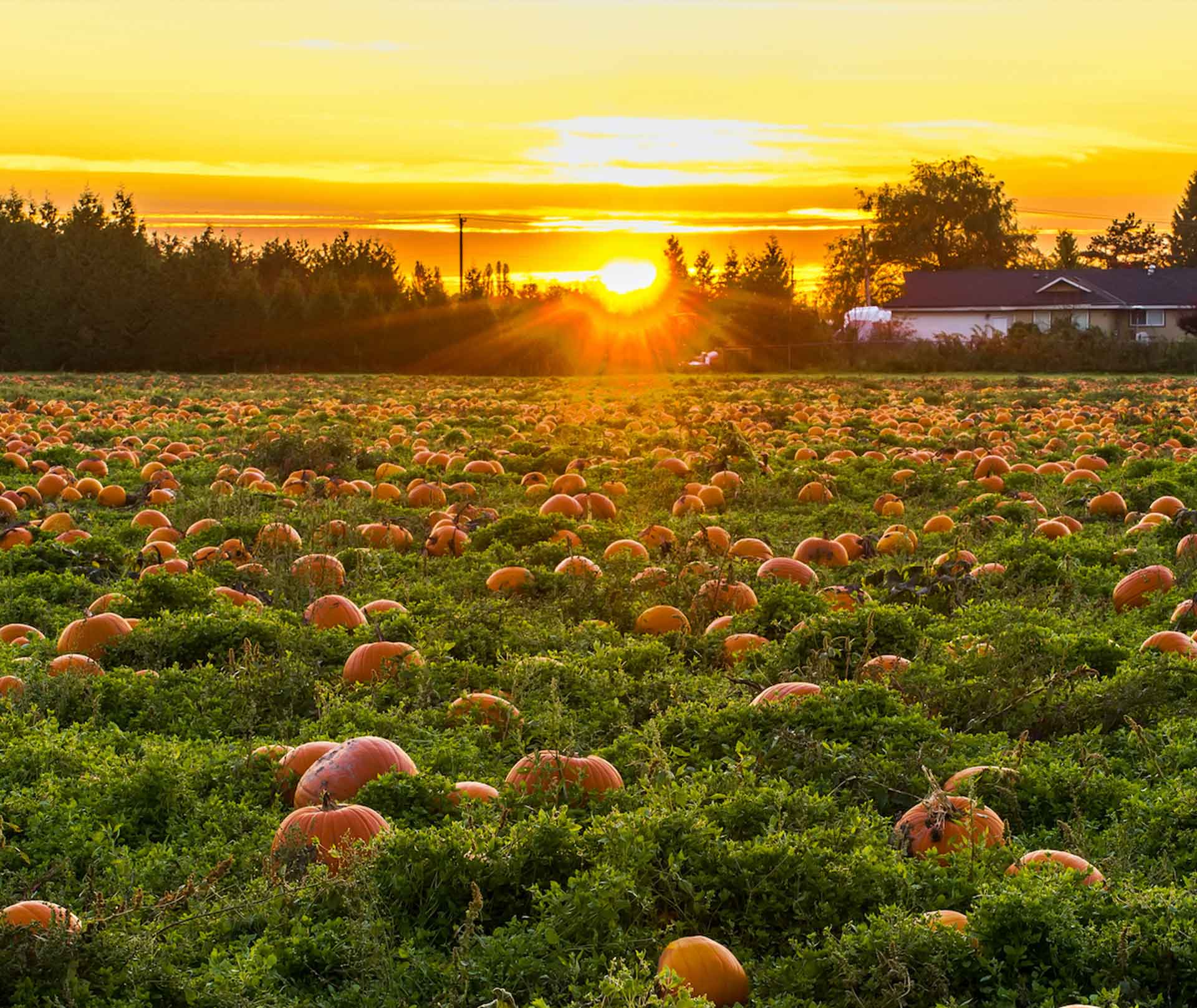 Halloween Spooktacular Giveaway – Find the Pumpkins!